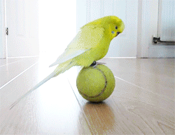 9MTj.gif