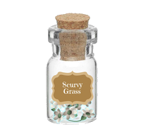 scurvygrass.png