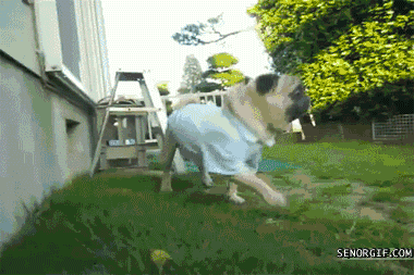 funny-dog-pictures-goggie-gif-pug-i-am-dissappoint.gif