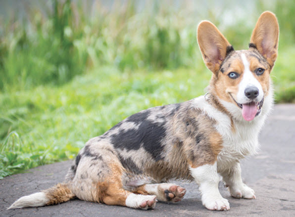 cardigan-welsh-corgi-4.jpg