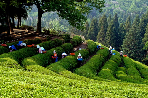 green-tea_1.jpg