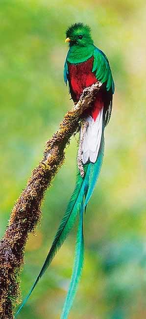 Ralph-Resplendent_Quetzal.jpg