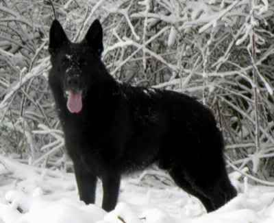 bodie_gsd_snowdogs040.jpg