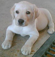 labrador_retriever_puppy_h03.jpg