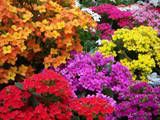 thBotanical011.jpg