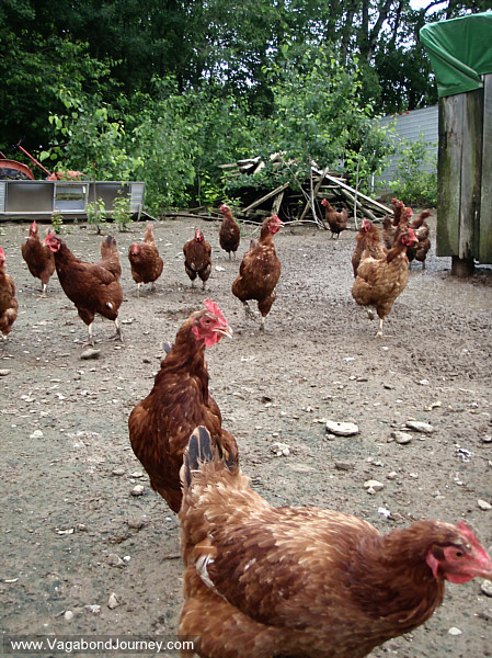 1466-chickens-organic-farm.JPG