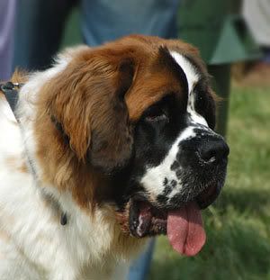 stbernard.jpg