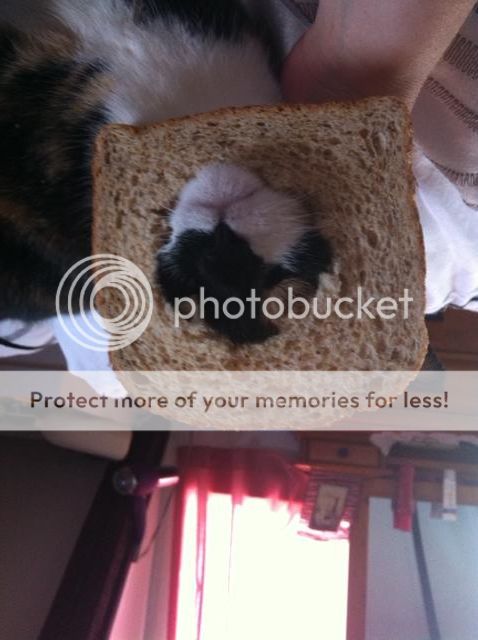 Cleobreaded_zps26d5b447.jpg