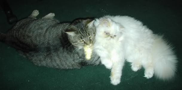 DigitalCamera089.jpg