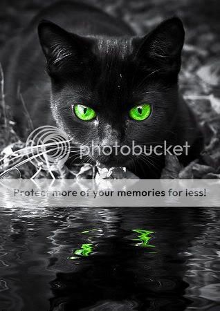 BlackKitty.jpg