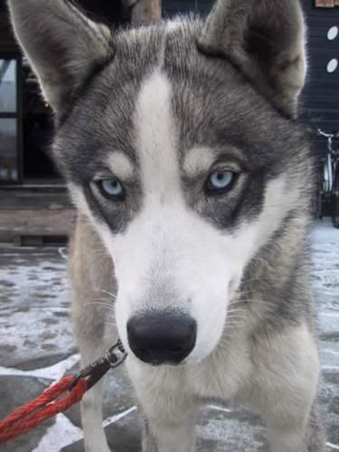 rocky_alaskan_huskey.jpg