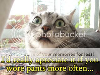 funny_cat_pictures_188.jpg