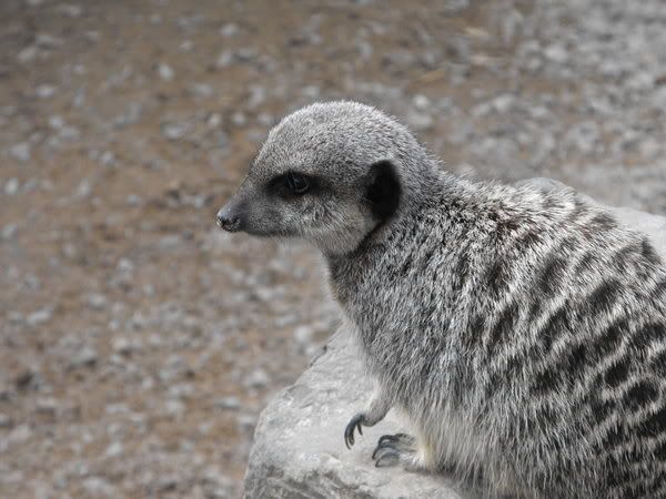 Meerkat.jpg