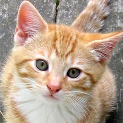 ginger-kitten-face.jpg