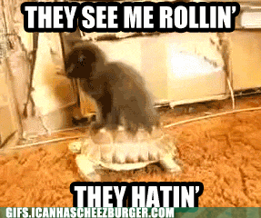 funny-animal-gifs-haters-gon-hate.gif