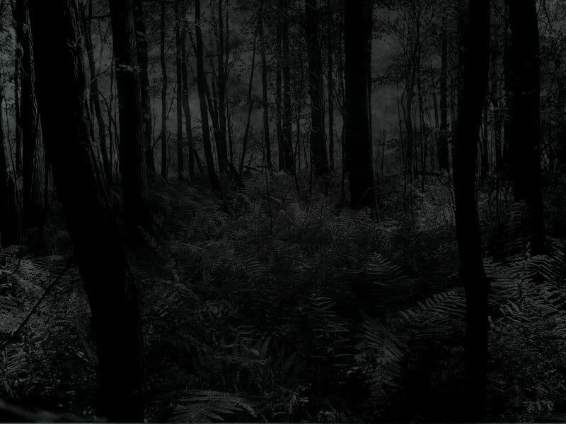 dark_forest-1.jpg