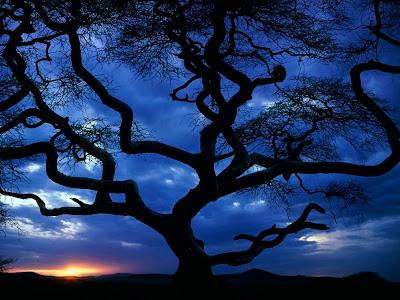 Gnarled-Old-Tree-Tanzania.jpg