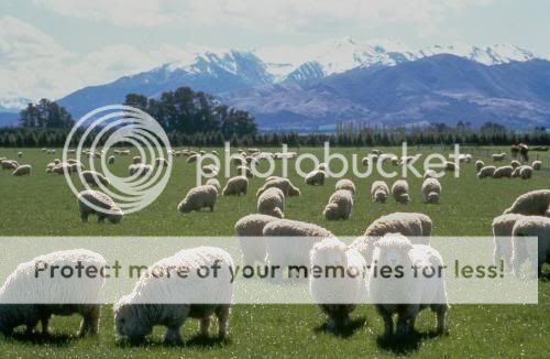 sheep_New_Zealand.jpg