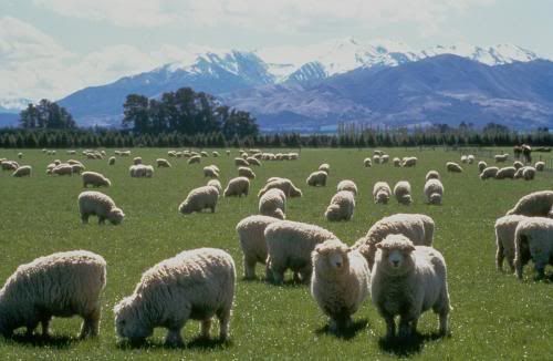 sheep_New_Zealand.jpg