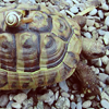 turtle15-CREDIT-roseblood_icons.png