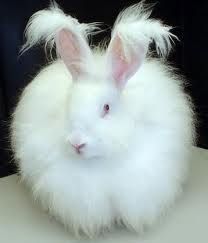 Bunny.jpg