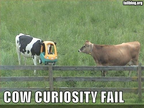 cow-fail.jpg