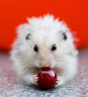 pet-hamster.jpg