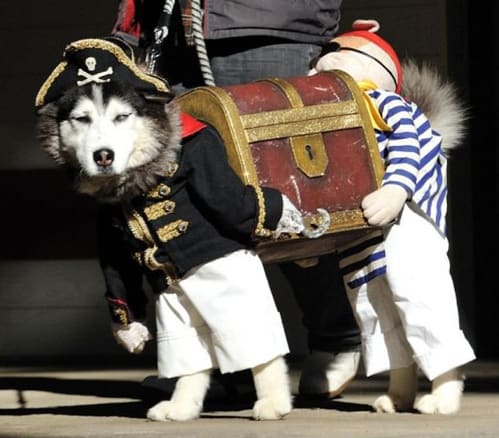 best-dog-halloween-costume-husky.jpg