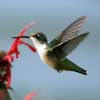 hummingbirdThumb.jpg