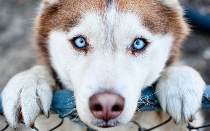 thumb2-4k-husky-dog-close-up-cute-animals-dog-with-blue-eyes.jpg