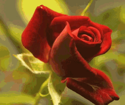 red-rose-blooming.gif