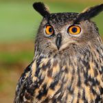 Owl-%E2%80%93-Spirit-Animal-Symbolism-and-Meaning-150x150.jpg