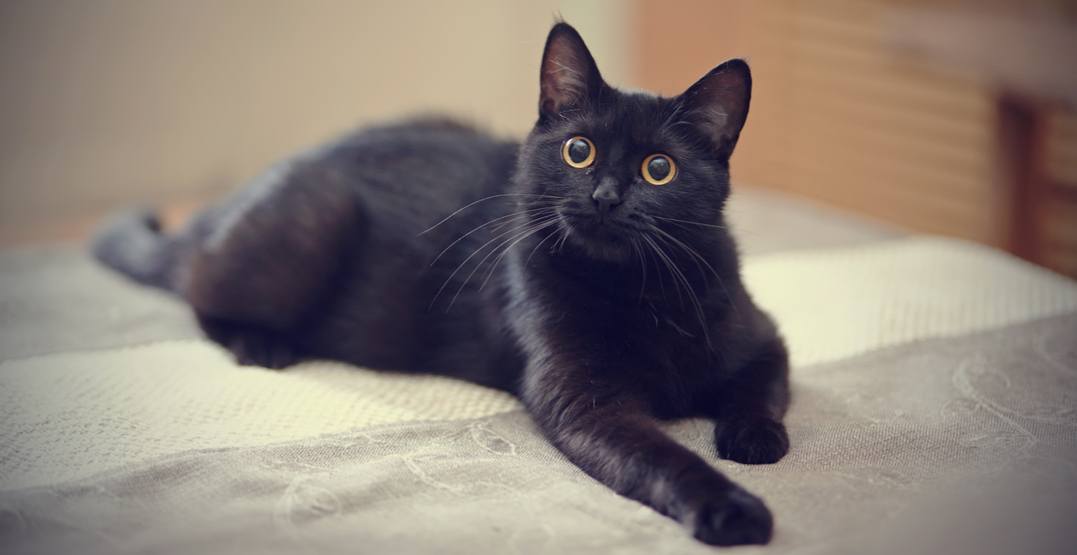 Black-cat-Elya-VatelShutterstock.jpg