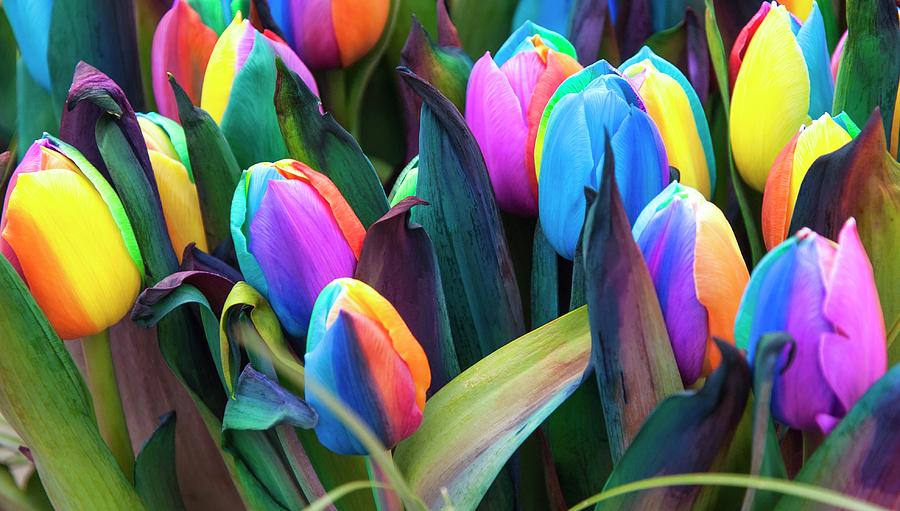 4-rainbow-tulips-tulipa-sp-adrian-thomasscience-photo-library.jpg