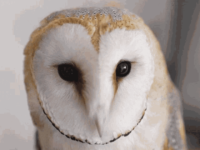 owl-cute.gif